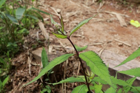 IMG_0801ヨツバヒヨドリ