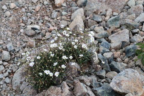 IMG_1318クモマミミナグサ