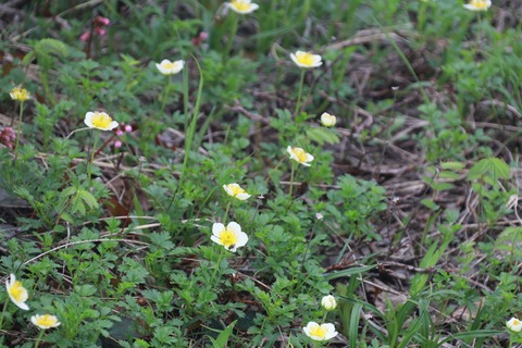 IMG_1222チングルマ