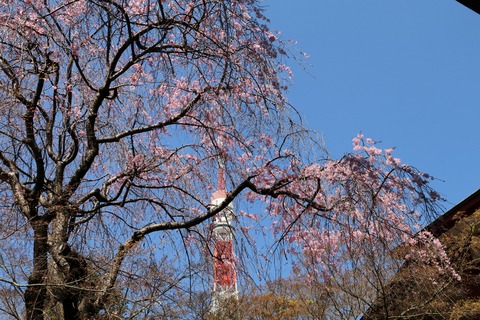 IMG_7242増上寺会館より