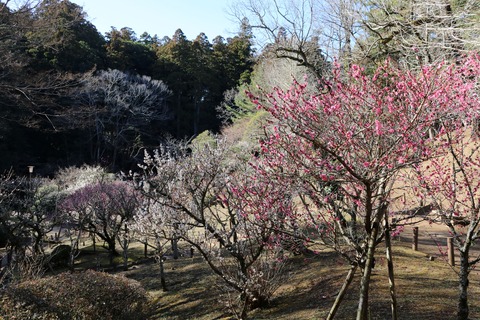 IMG_5944梅林B