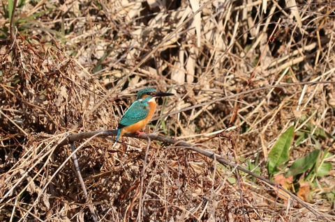カワセミ202101.01野川