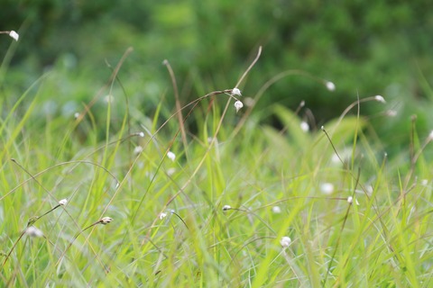 IMG_1402ワラスゲ