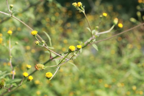 IMG_2552コセンダングサ