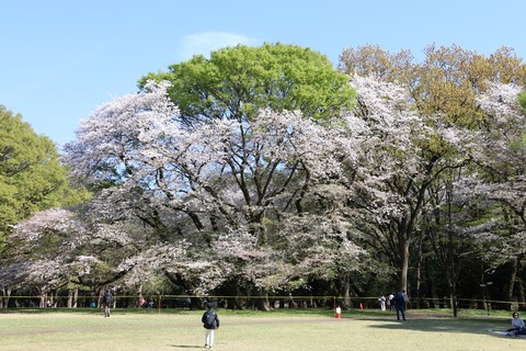 IMG_8006砧公園