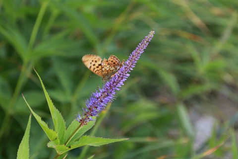 IMG_1416クガイソウにとまるヒョウモンチョウ
