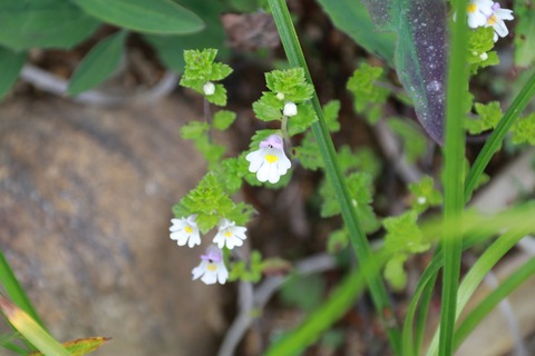 IMG_1194ミヤマコゴメグサ4