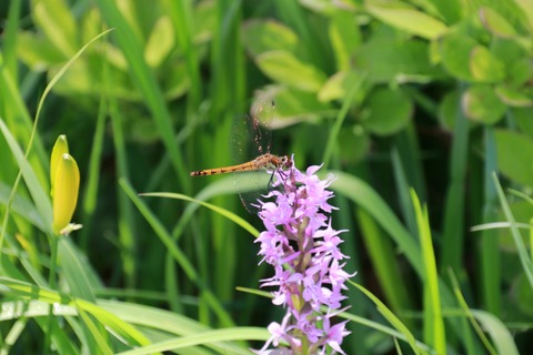 IMG_0691ハクサンチドリとアキアカネ