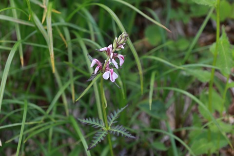 IMG_1382ヨツバシオガマ