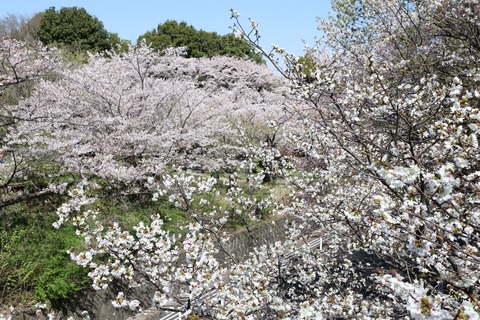 IMG_7887森の連絡橋より