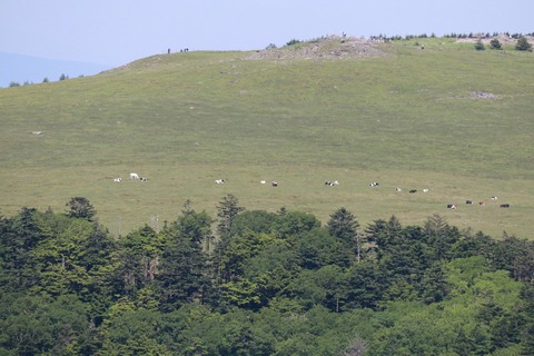 IMG_0229美ヶ原高原(牧場)