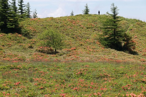 IMG_0076焼山のレンゲツツジ群生地