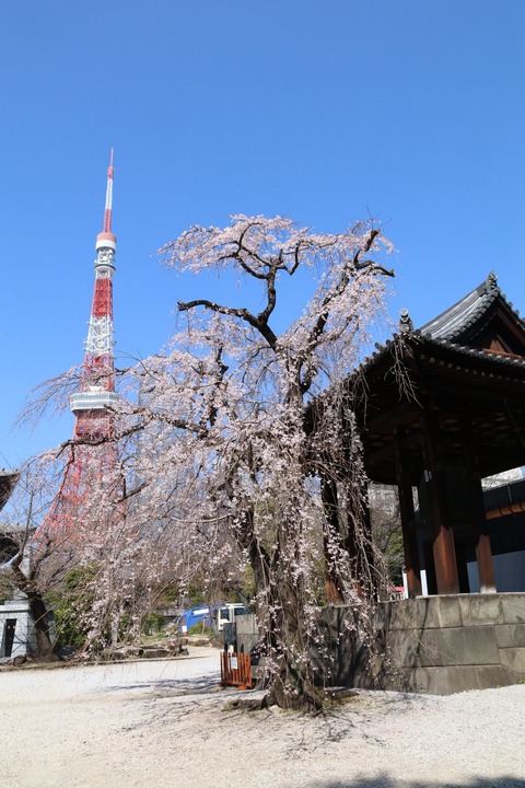 IMG_7195鐘楼堂と桜と東京タワー