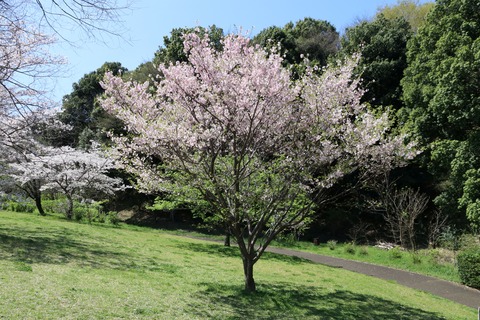 IMG_7918桜の谷