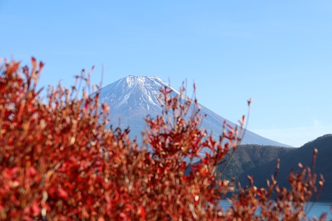 IMG_4252本栖湖 展望所 ドウダンツツジと富士