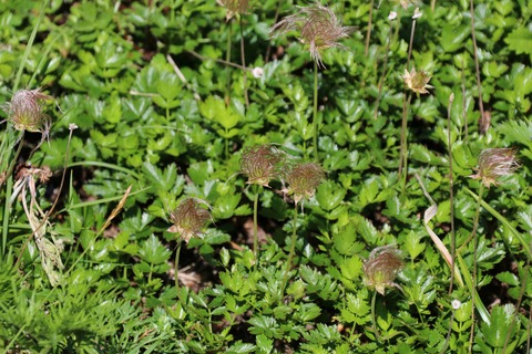 7月チングルマ(種)(木曾駒ケ岳)