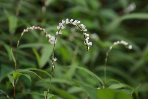 IMG_1816シロバナサクラタデ