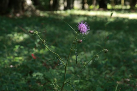 IMG_1662ヨシノアザミかも