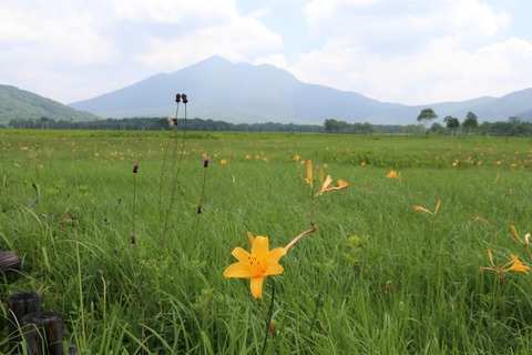 IMG_1351ニッコウキスゲ群生地と燧ケ岳