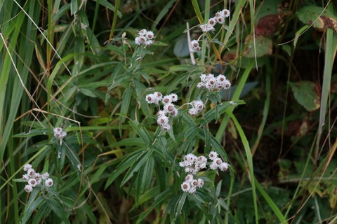 IMG_2485ヤマハハコ