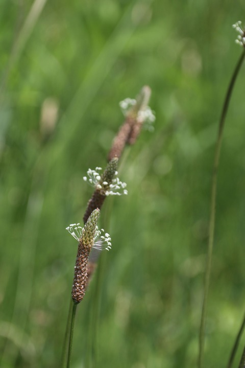 IMG_7314ヘラオオバコ