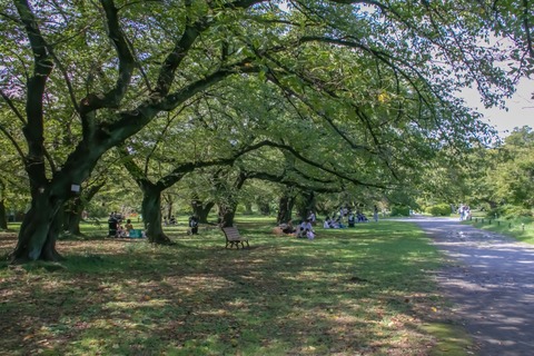 IMG_1972ソメイヨシノ林