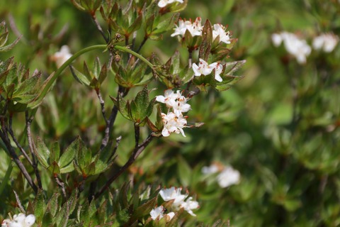 IMG_1070オオコメツツジ