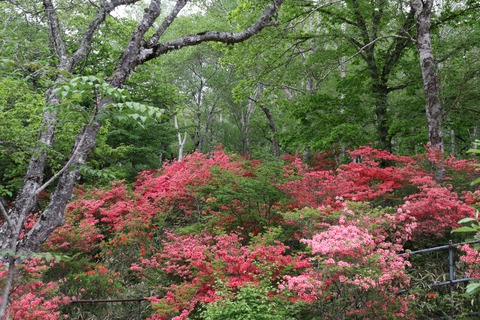 IMG_8931牧場の道を隔てた反対側