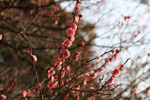 IMG_5406献上梅(平成天皇の誕生祝いに献上する梅)