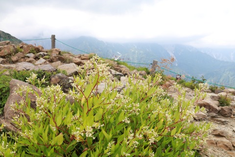 IMG_1437オヤマソバ