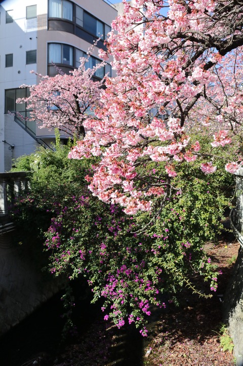 IMG_5679あたみ桜とブーゲンベリア(ドラゴン橋より)