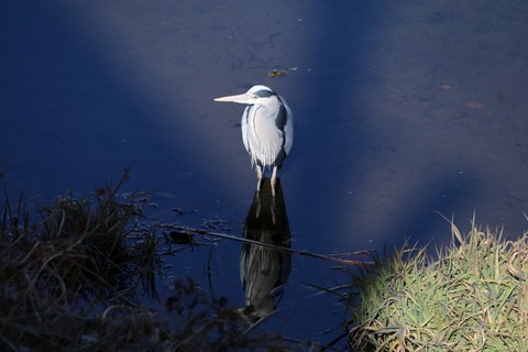 アオサギ(2)2021.01野川