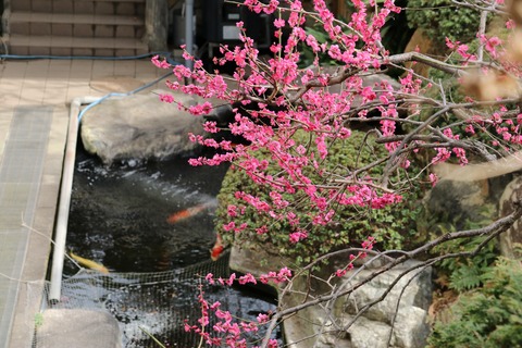 IMG_6425妙法寺