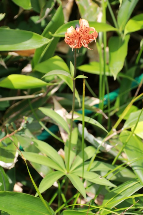 IMG_1166クルマユリ(第2ケルン休憩所)