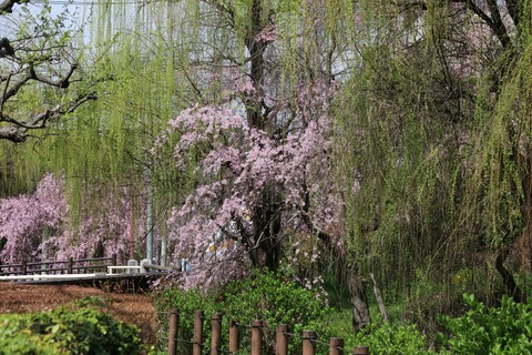 IMG_7351丸子川親水公園