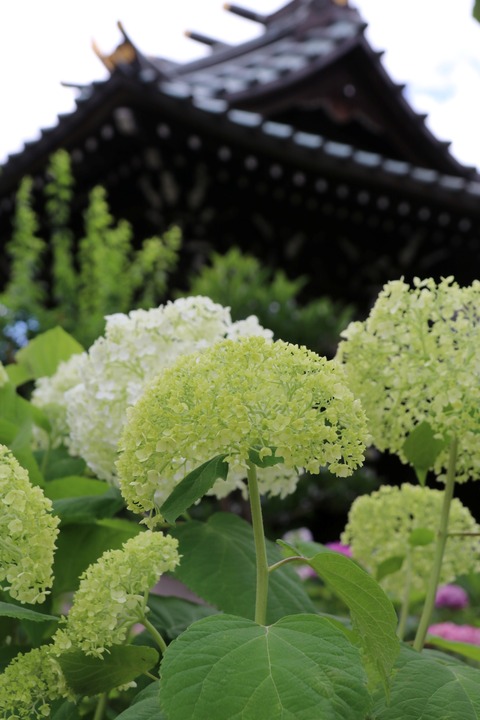 IMG_9757白山公園