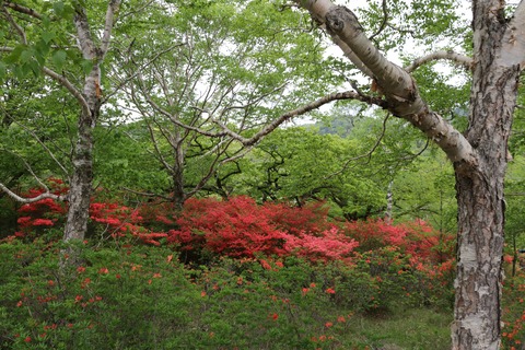 IMG_8928牧場の道を隔てた反対側