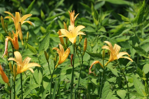 IMG_0730ニッコウキスゲ