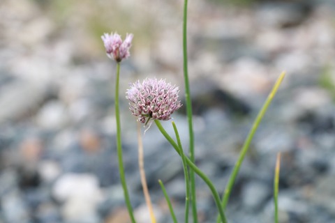 IMG_1314シロウマアサツキ