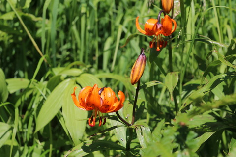 7月クルマユリ(木曾駒ケ岳)