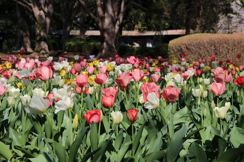 IMG_8011砧公園