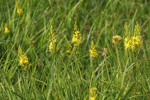 IMG_1003黒菱平キンコウカ