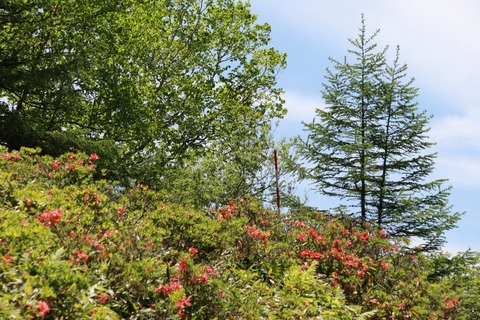 IMG_0139林道にて