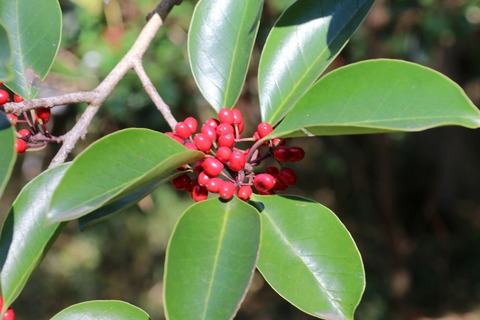 IMG_4486クロガネモチ