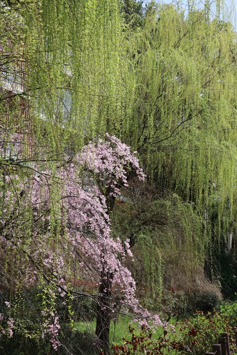IMG_7353丸子川親水公園