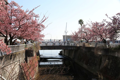 IMG_5659糸川遊歩道 あたみ桜