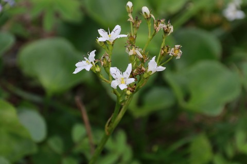 IMG_1370イワイチョウ