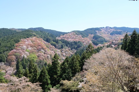 IMG_8625吉水神社 一目千本