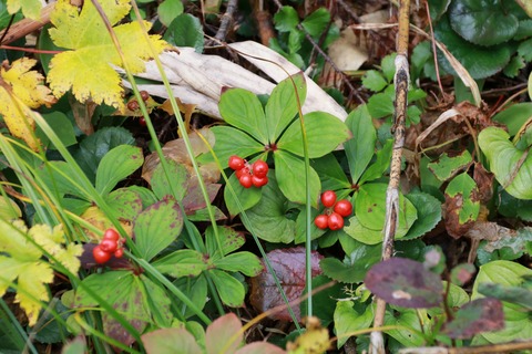10月ゴゼンタチバナ実