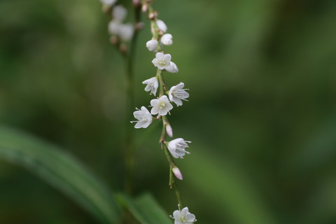 IMG_1818シロバナサクラタデ